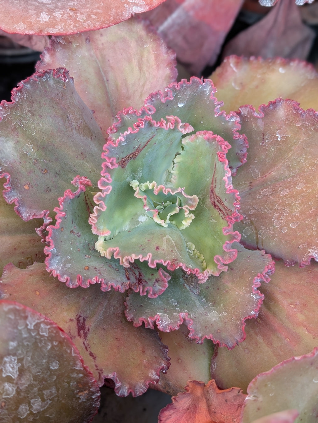 Echeveria Satine