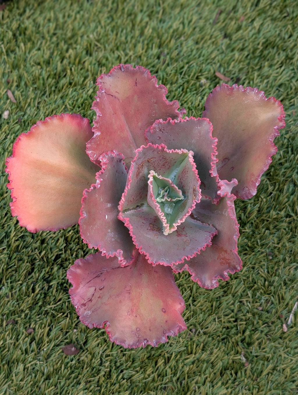Echeveria Satine