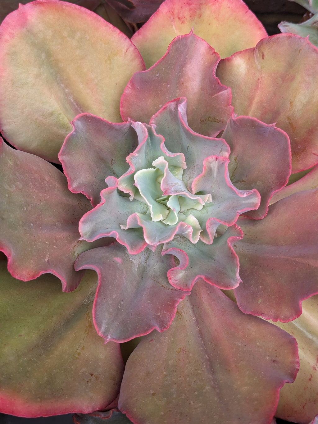 Echeveria Serendipity