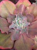 Echeveria Serendipity