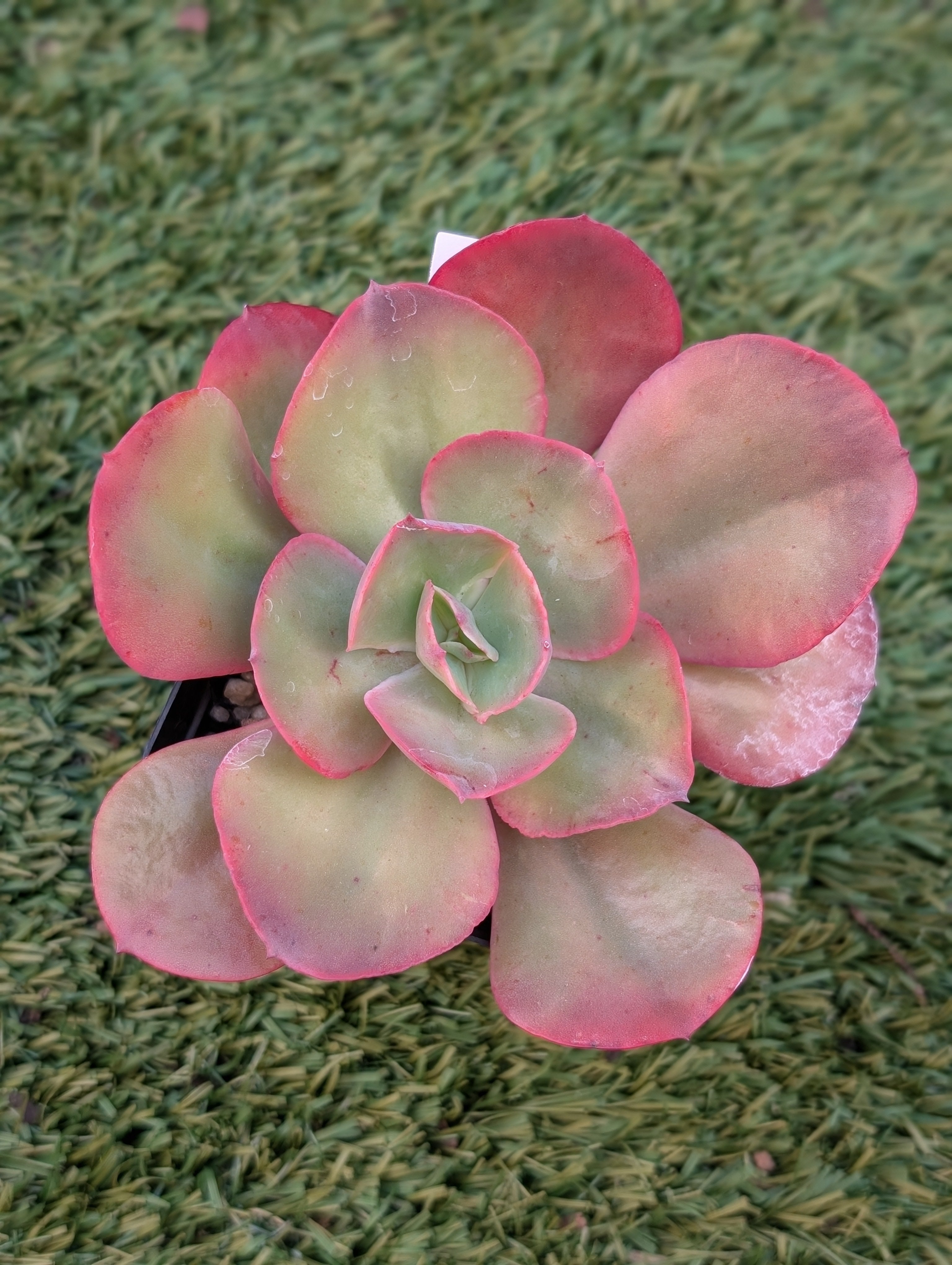 Echeveria Serendipity