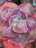Echeveria Shama