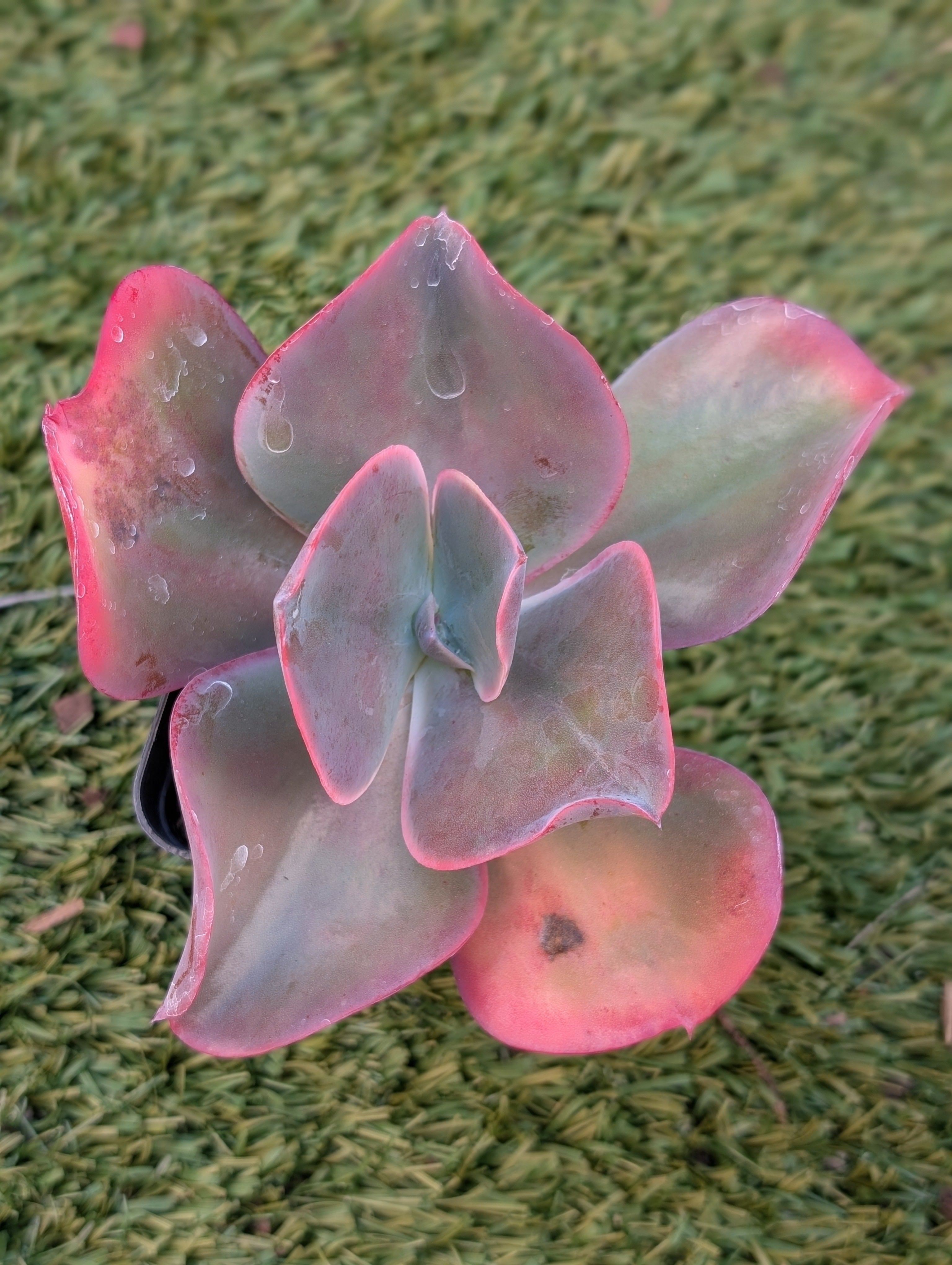 Echeveria Shama