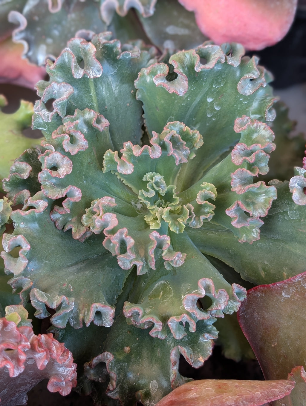 Echeveria Show Girl
