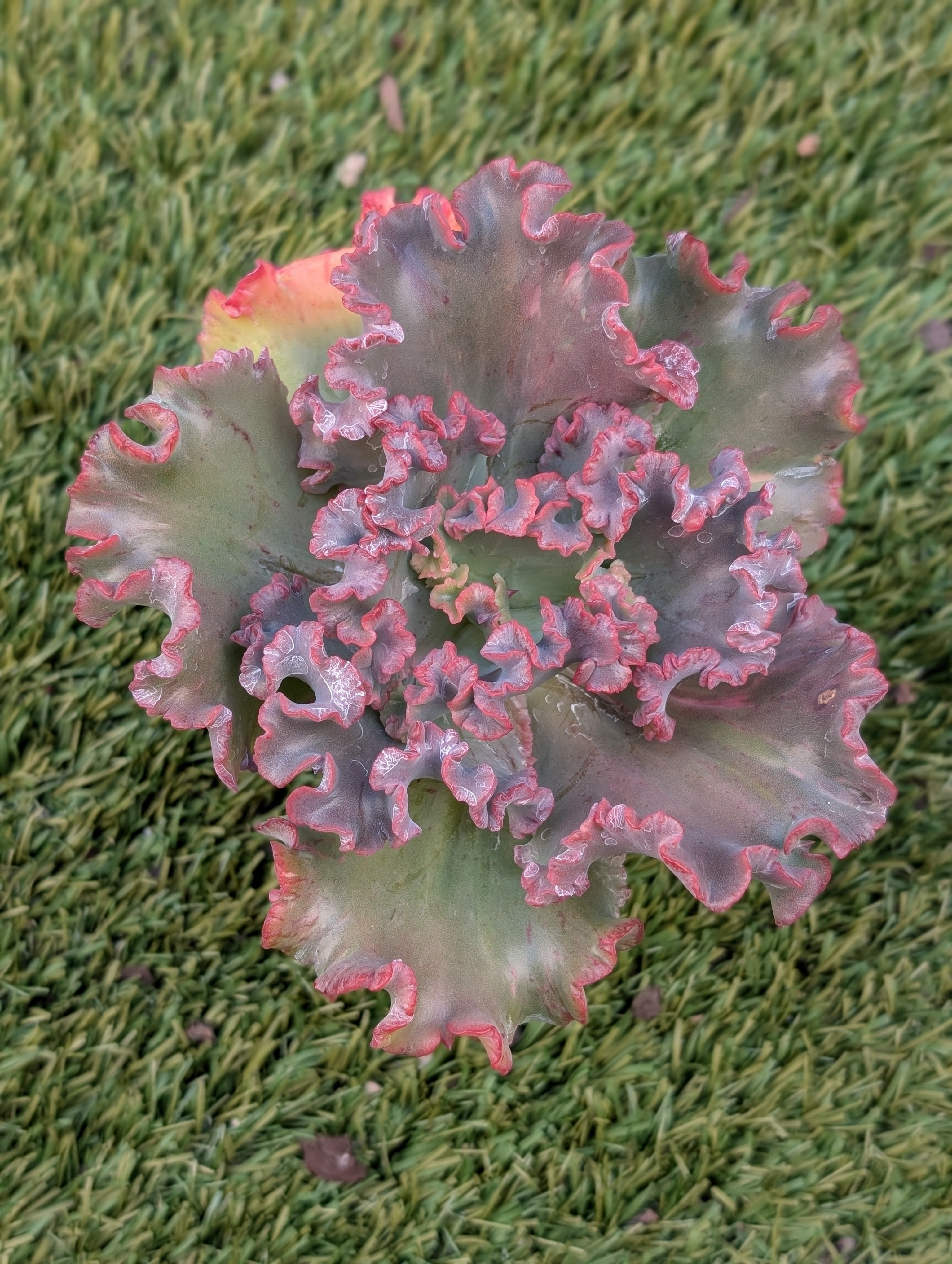 Echeveria Show Girl