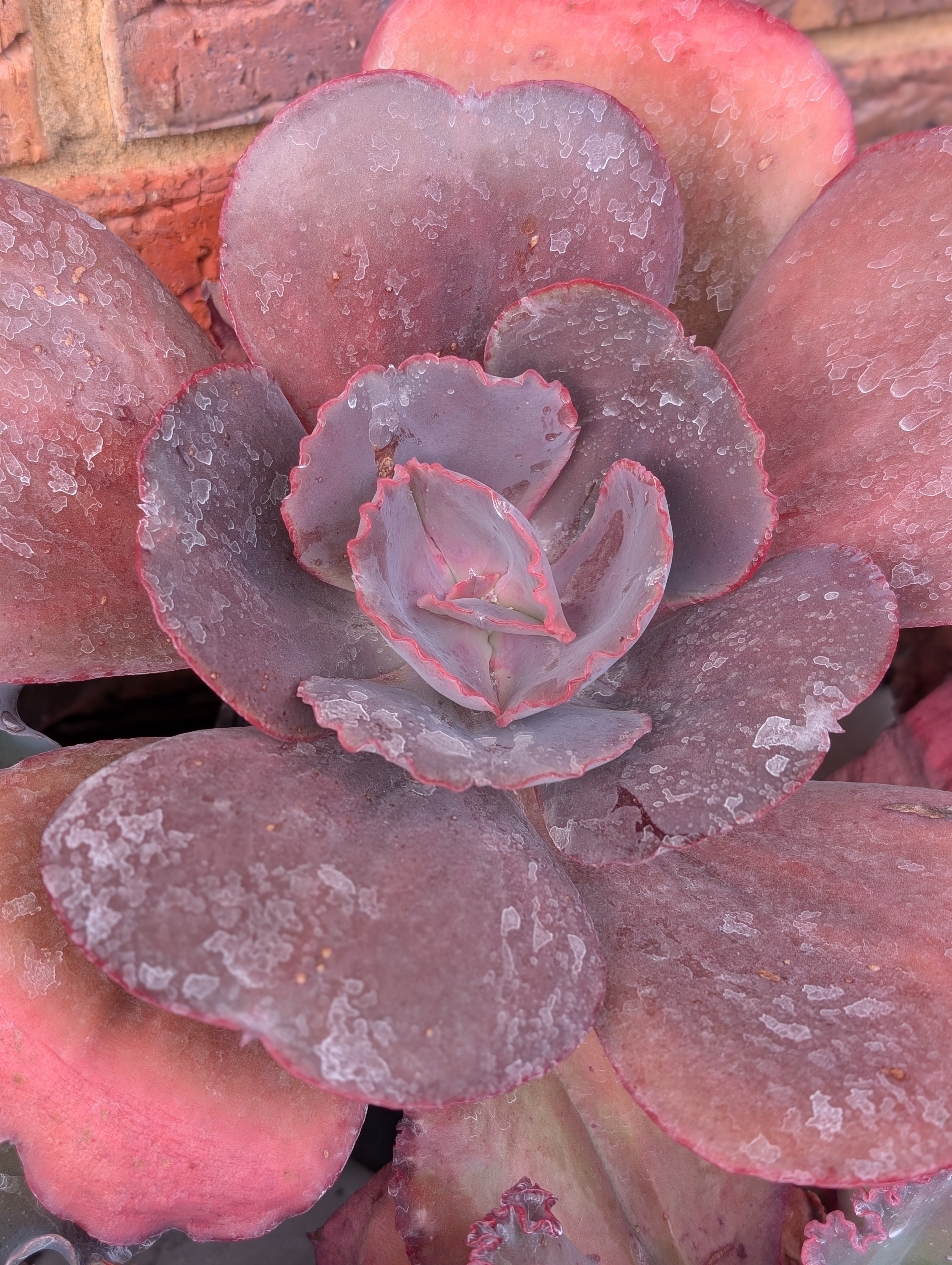 Echeveria Silveron Red