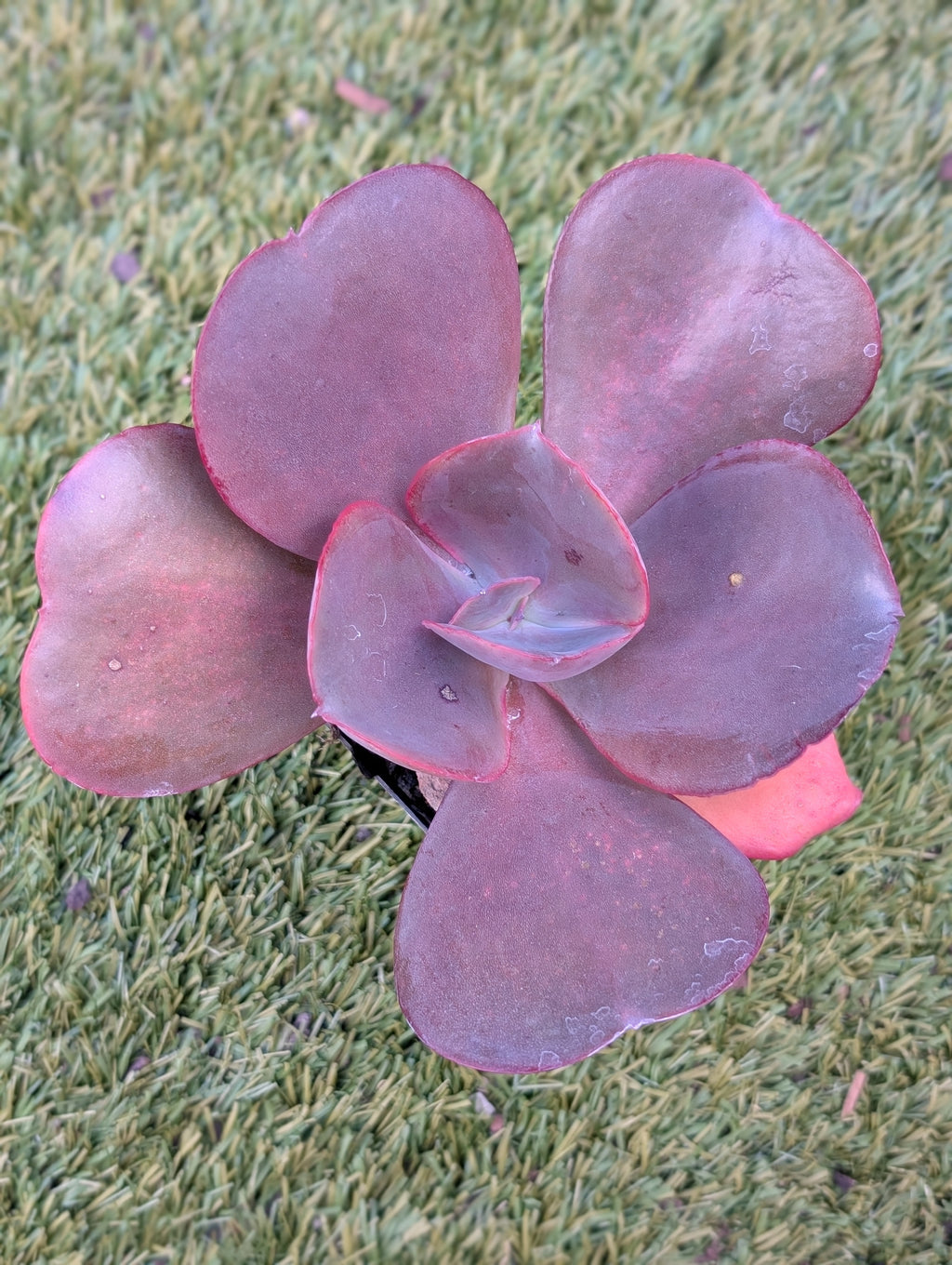 Echeveria Silveron Red