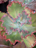 Echeveria Stoneage