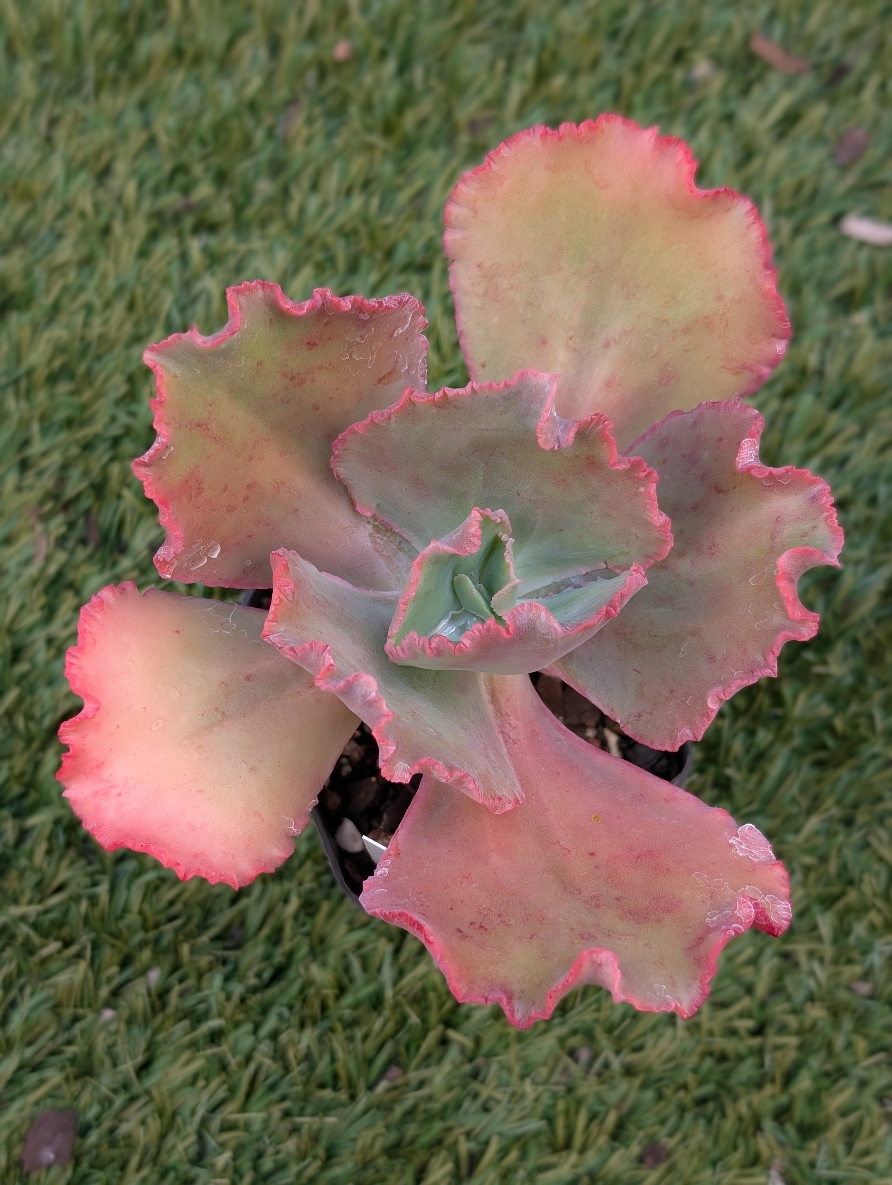 Echeveria Stoneage