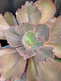 Echeveria Strawberry Paddle