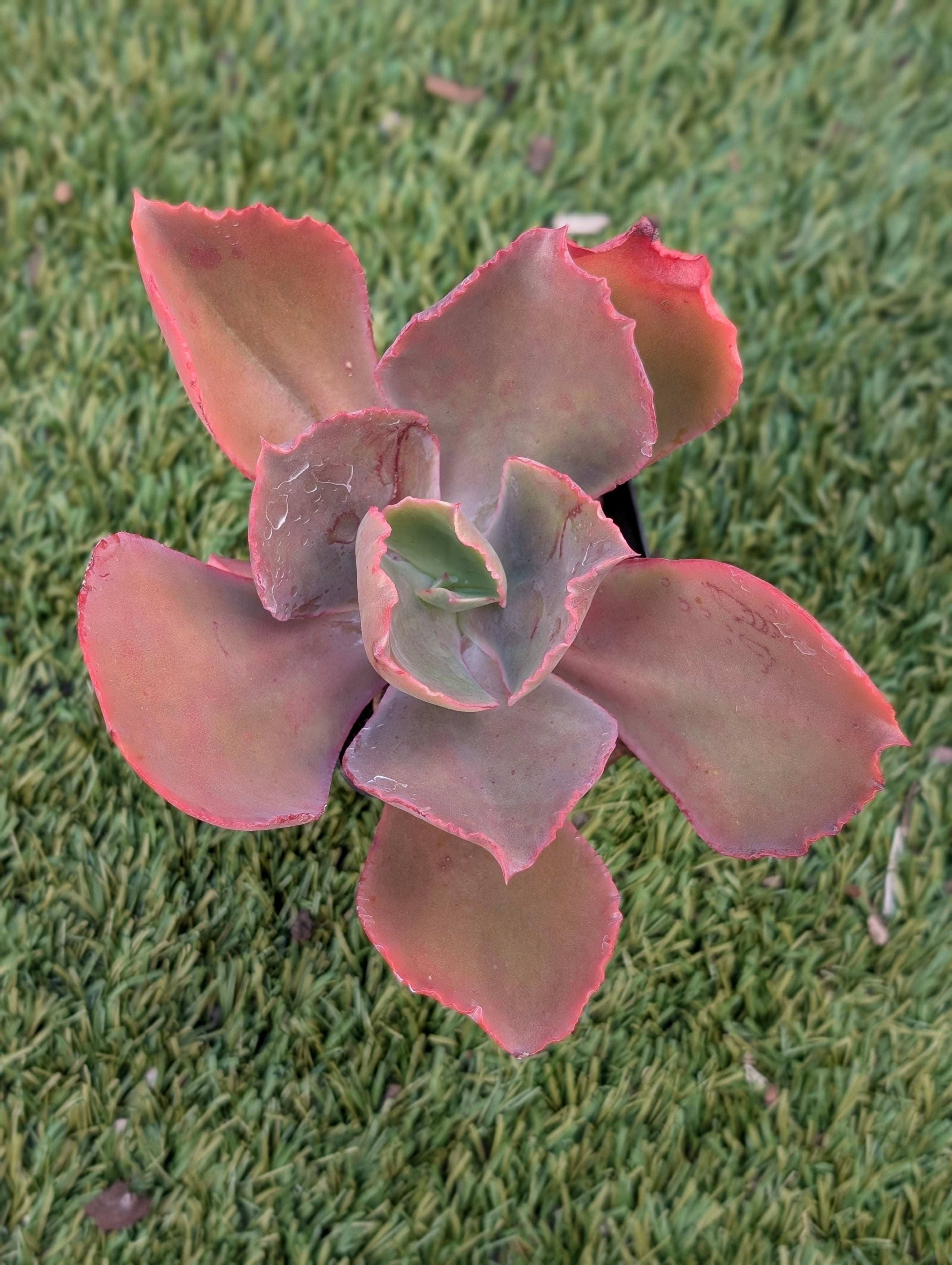 Echeveria Strawberry Paddle
