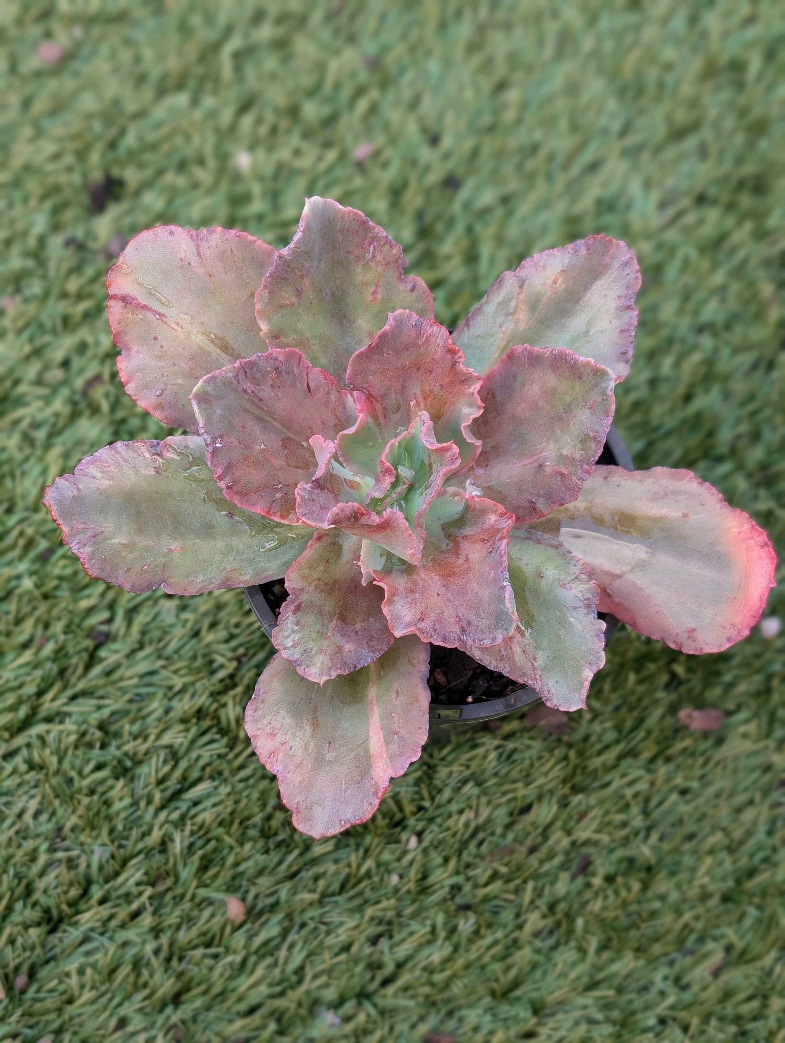 Echeveria Sundancer