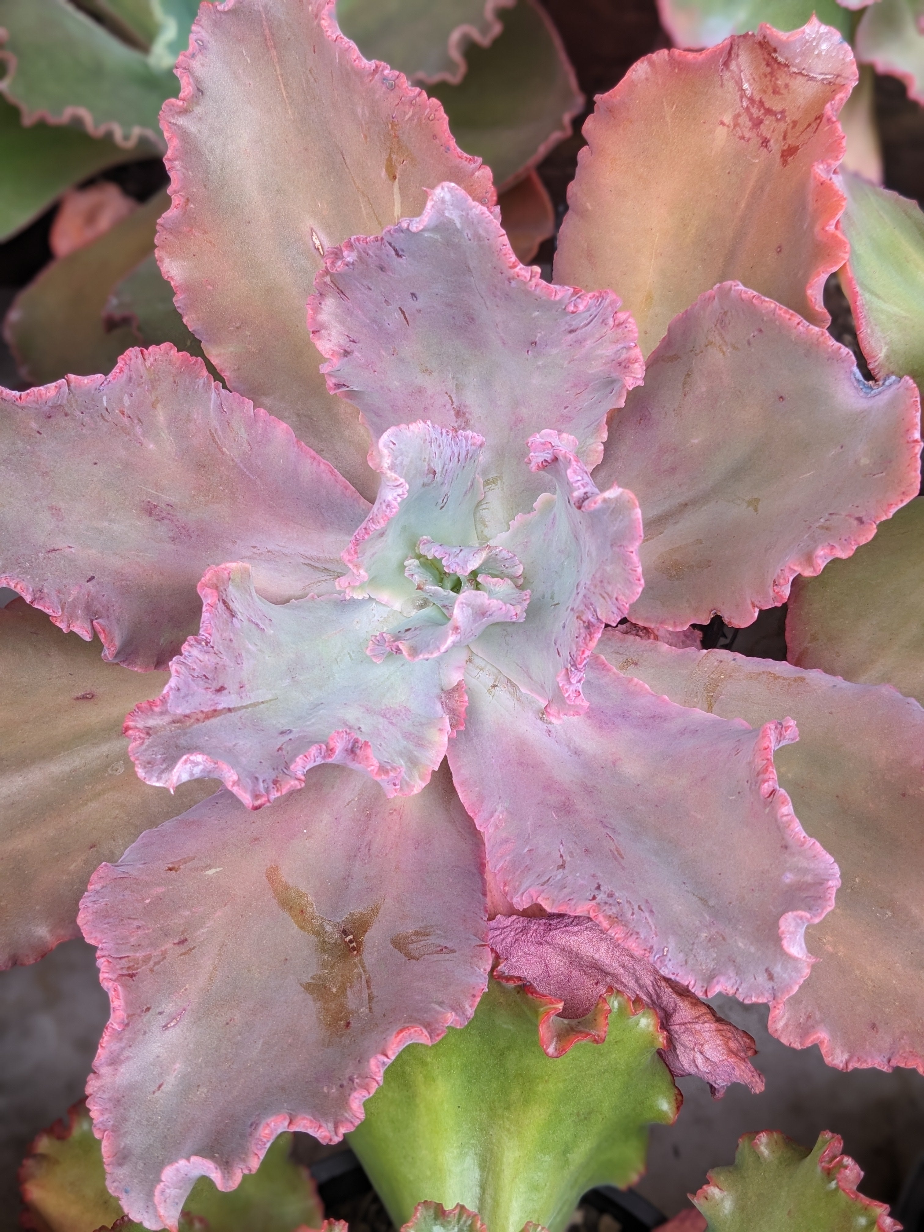 Echeveria Sundancer
