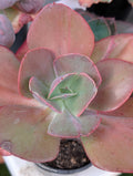 Echeveria Suyon