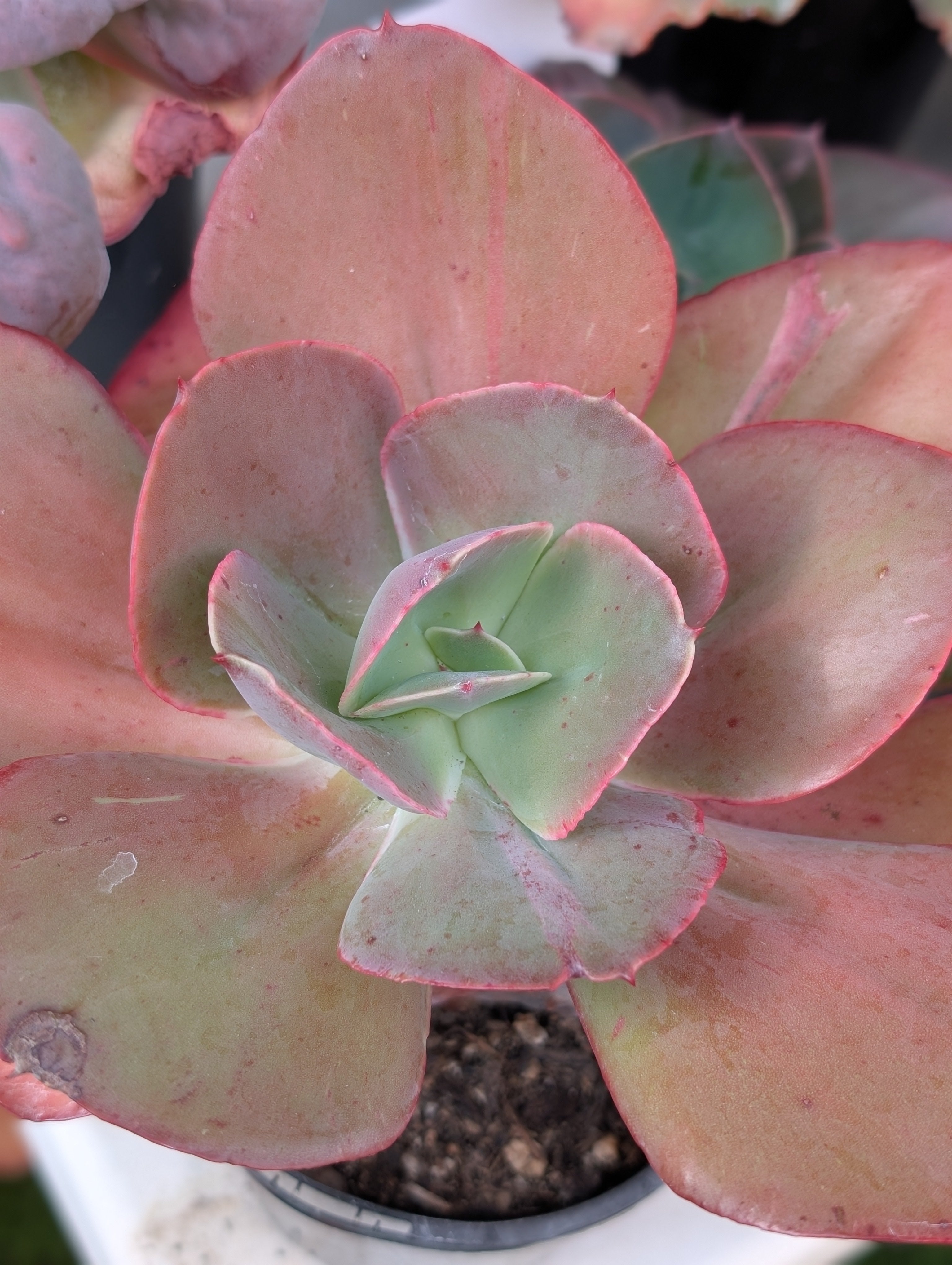 Echeveria Suyon