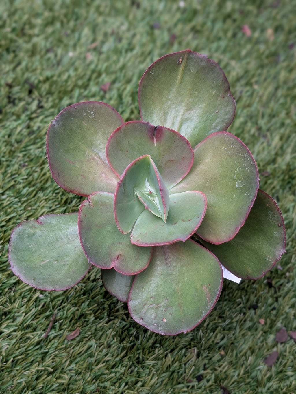 Echeveria Suyon