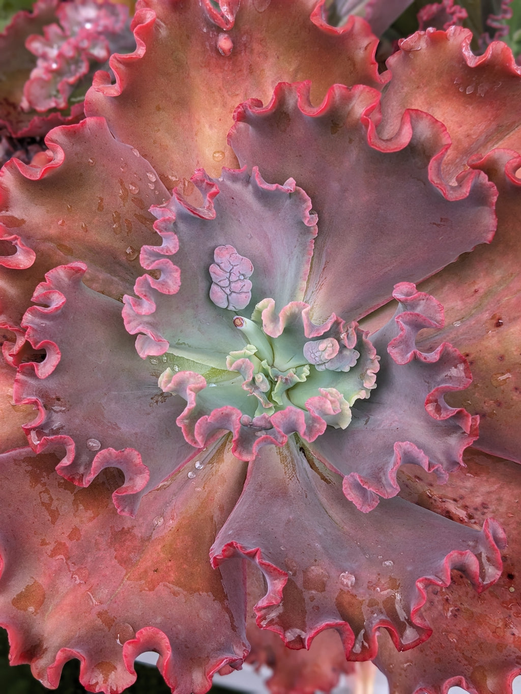 Echeveria Sweet Revenge