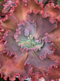 Echeveria Sweet Revenge