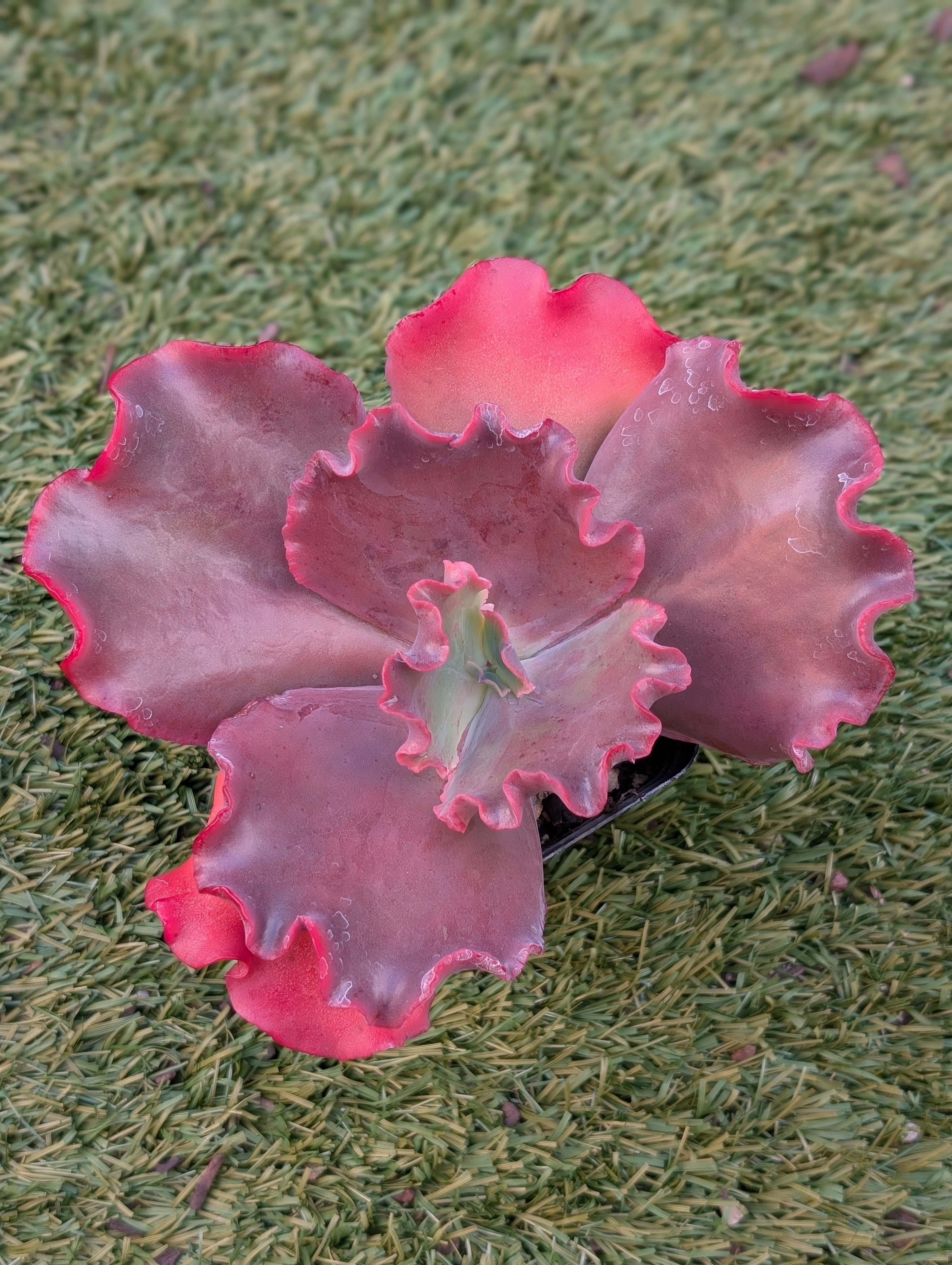 Echeveria Sweet Revenge
