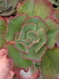 Echeveria Tulip Cup