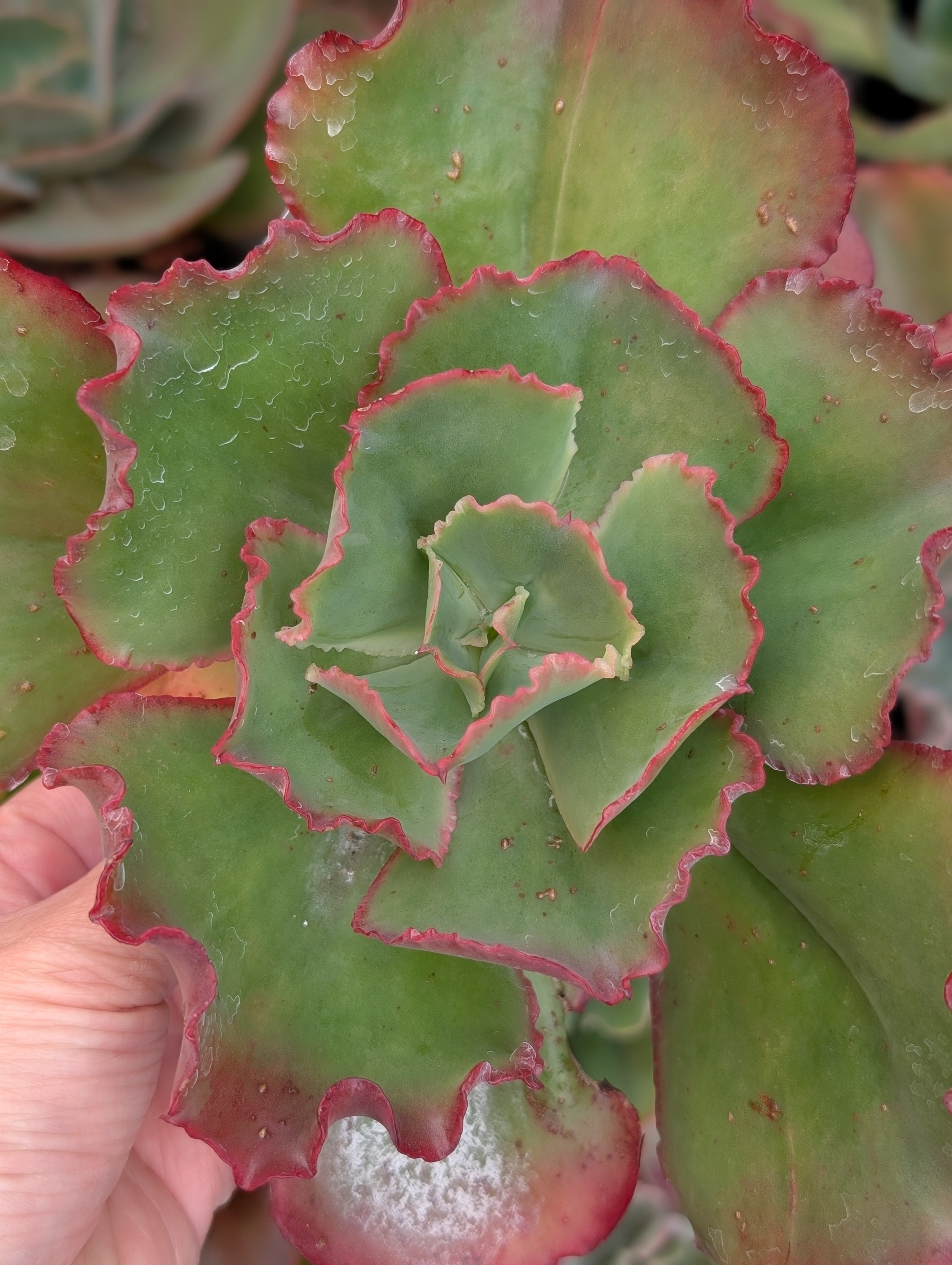 Echeveria Tulip Cup