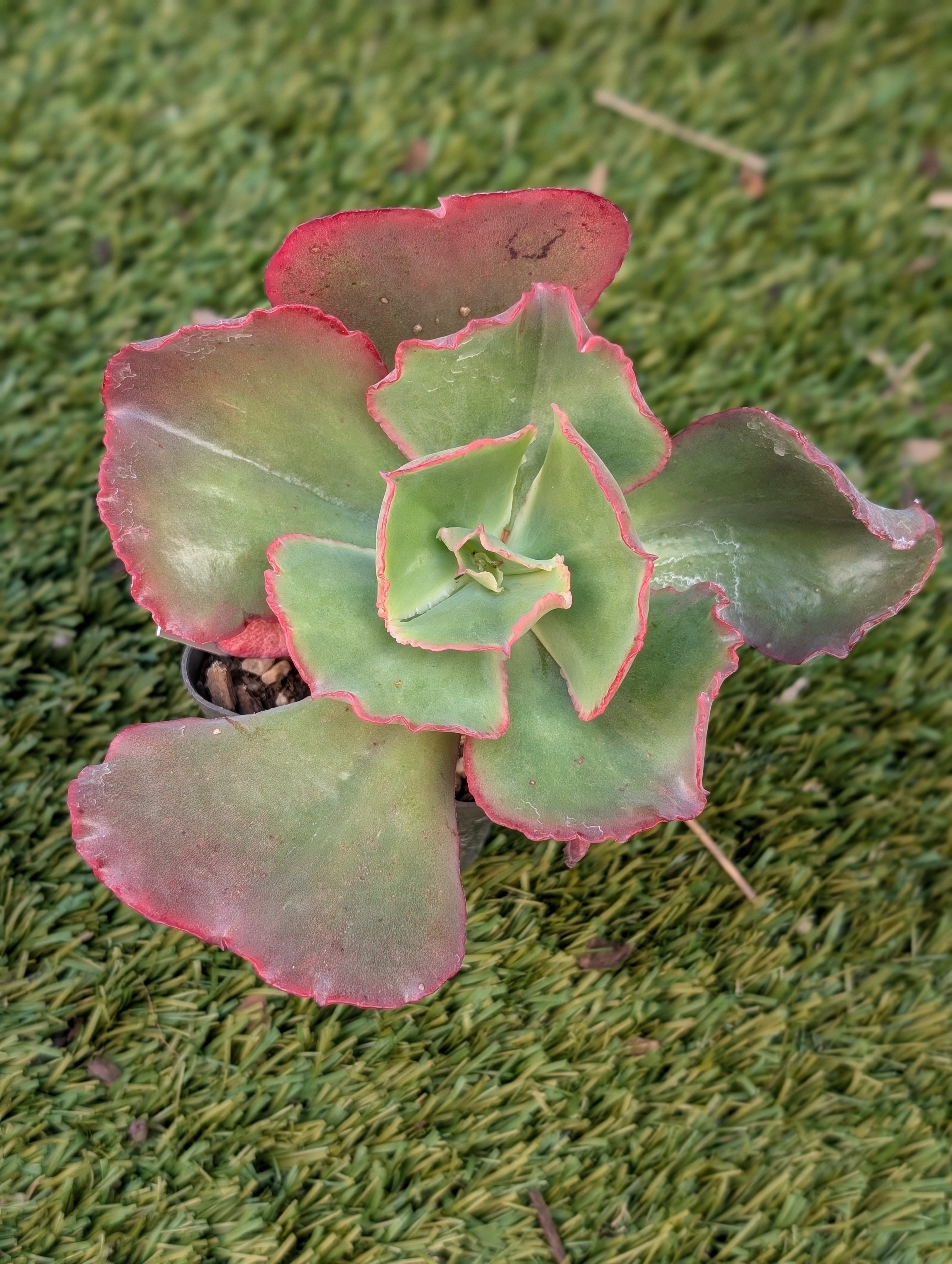 Echeveria Tulip Cup