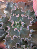 Echeveria Tulipa