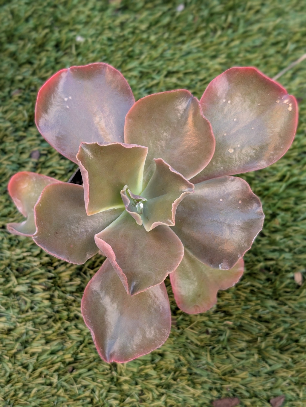 Echeveria Tulipa