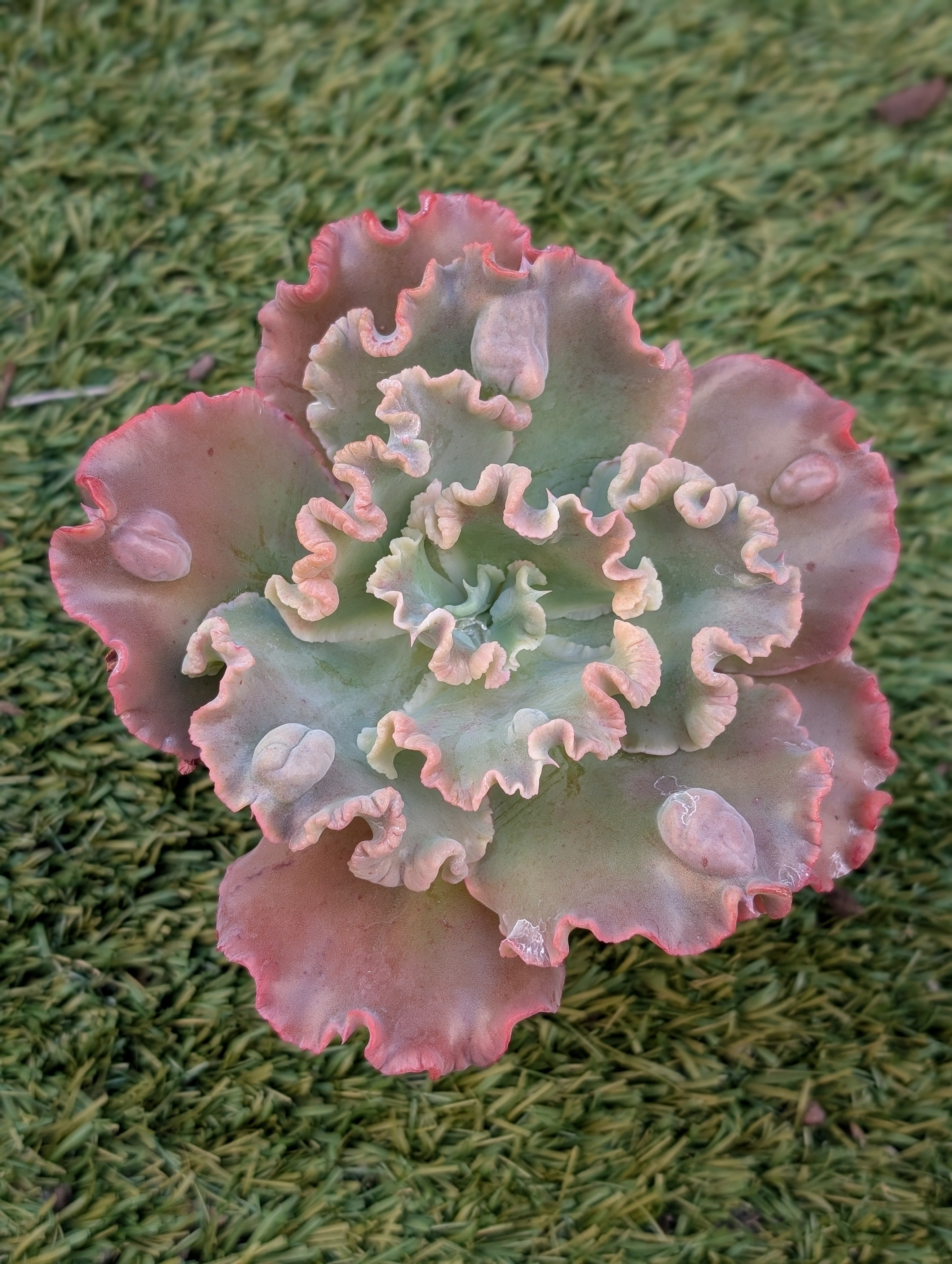 Echeveria Twist N Shout
