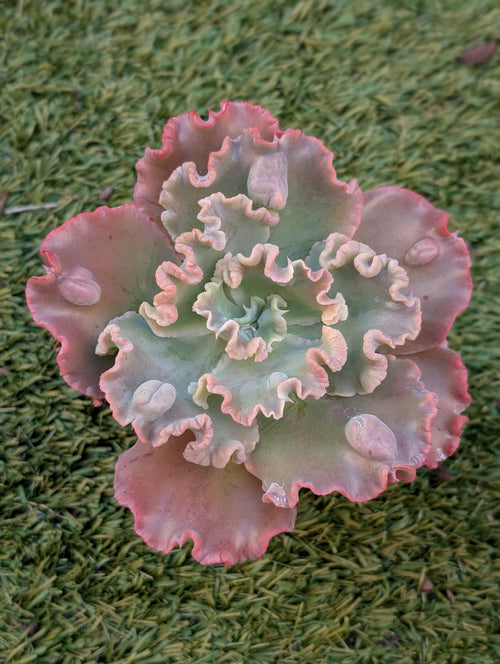 Echeveria Twist N Shout
