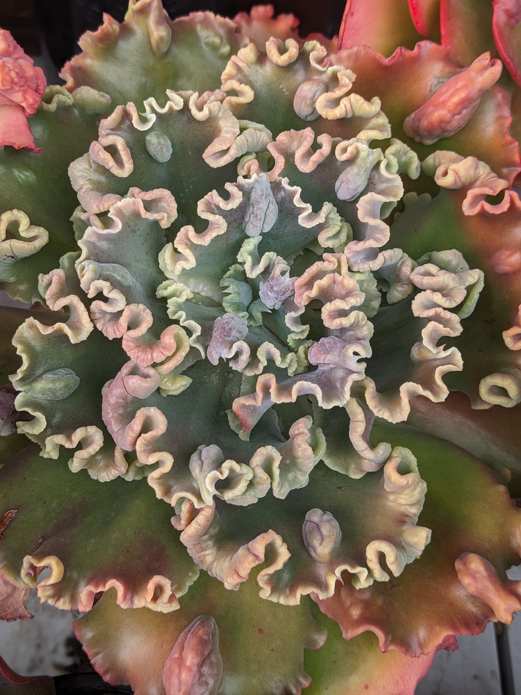 Echeveria Twist N Shout