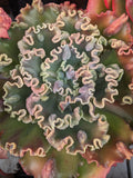 Echeveria Twist N Shout