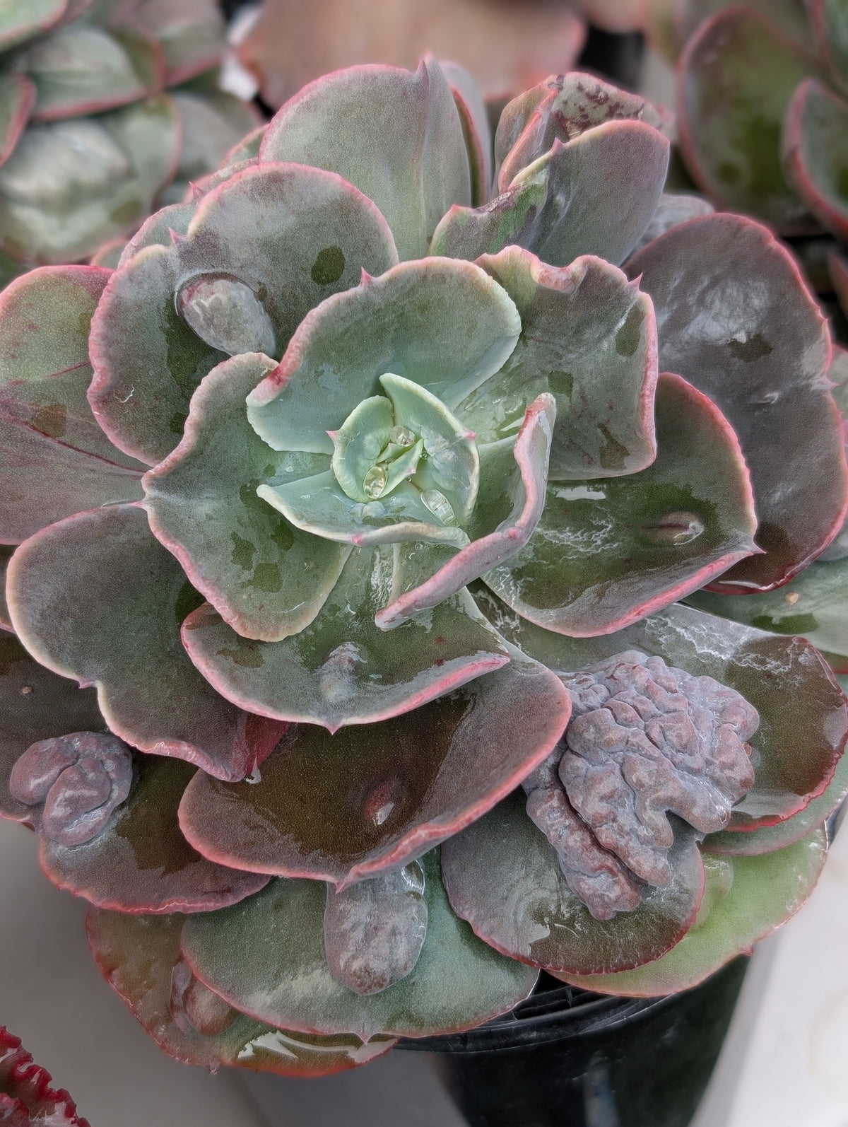 Echeveria Unico Iho