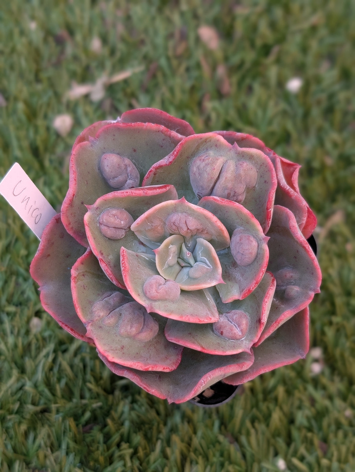 Echeveria Unico Iho