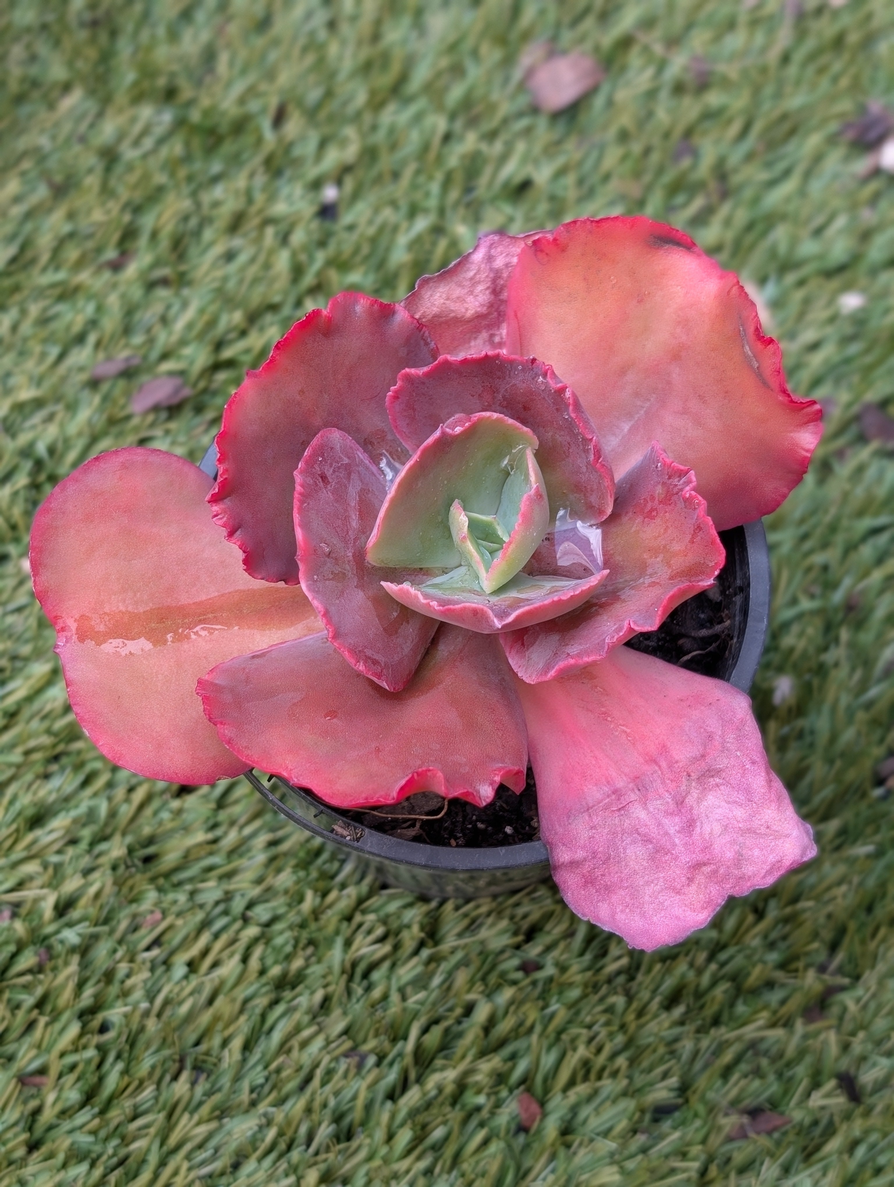 Unknown Bumpy A