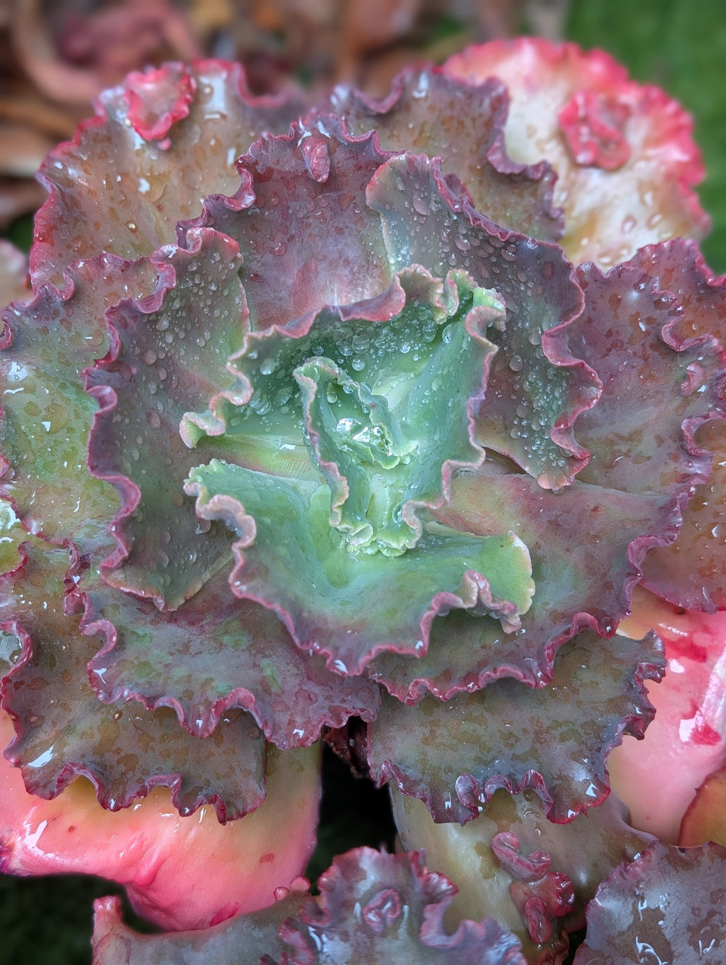 Unknown Bumpy A