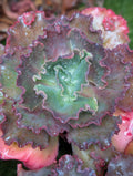 Unknown Bumpy A