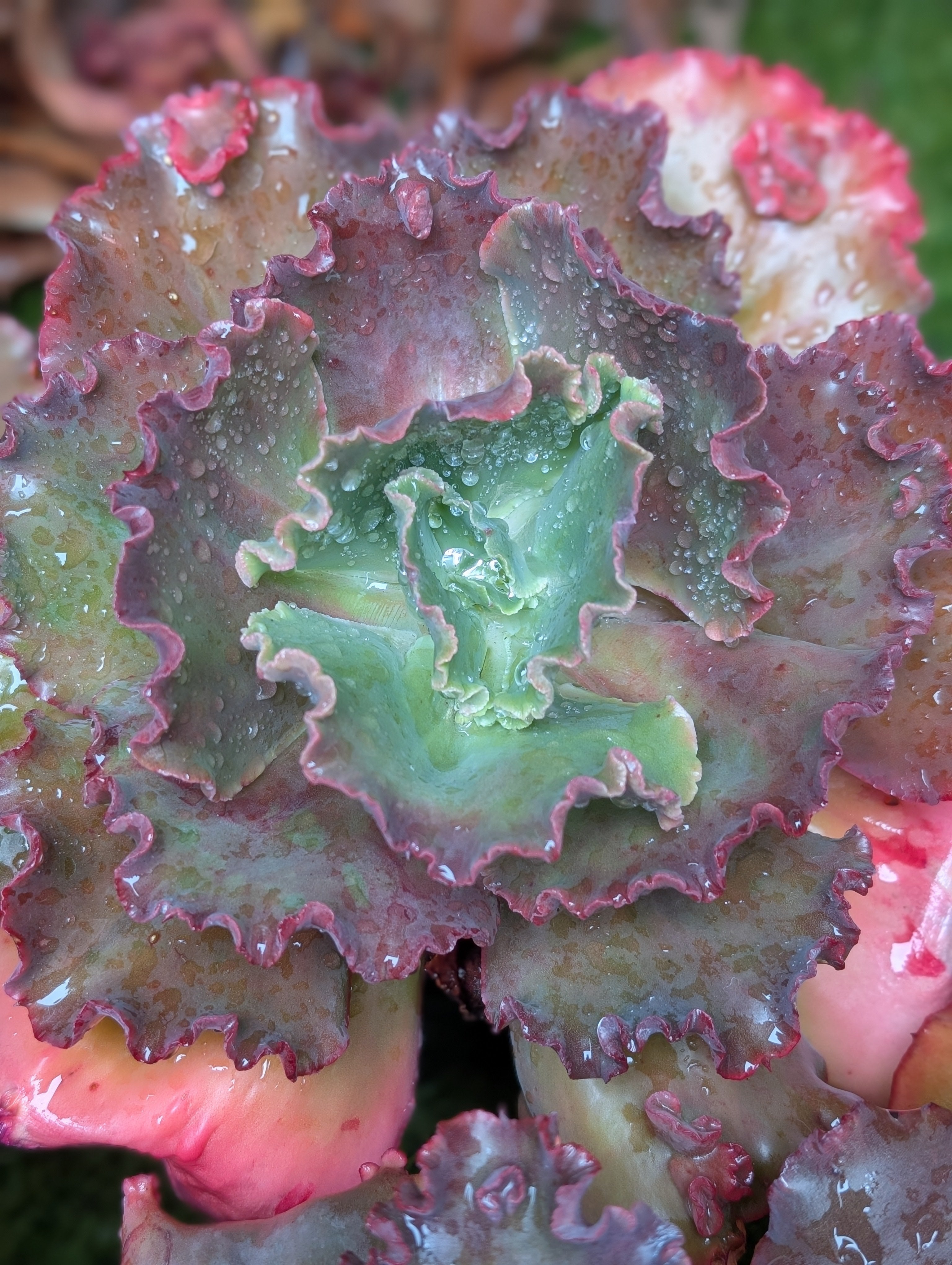 Unknown Bumpy A