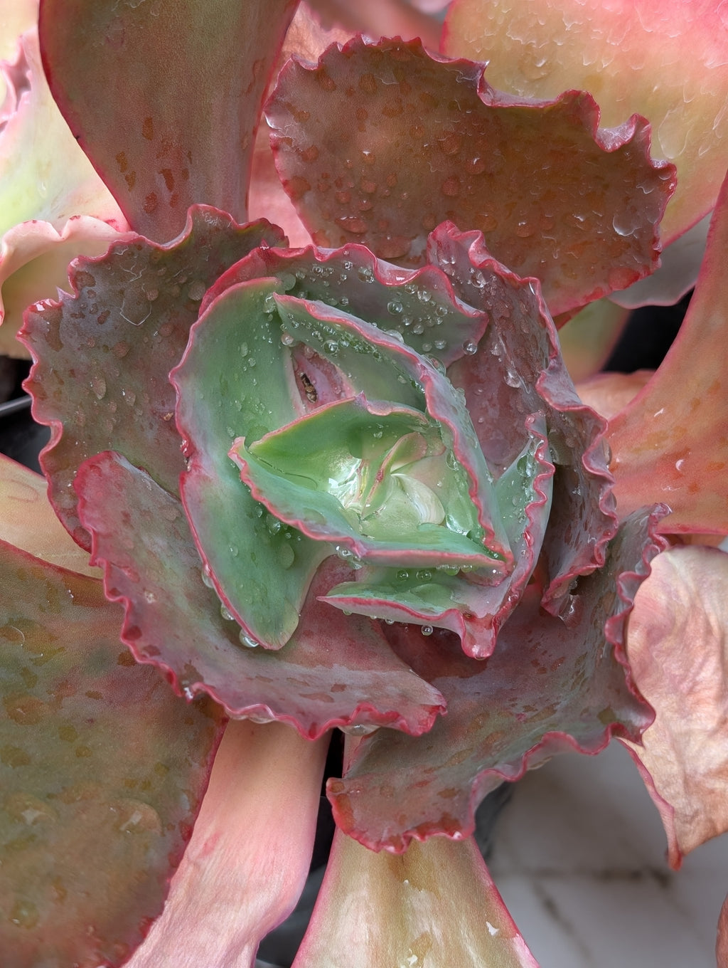 Unknown Frilly A
