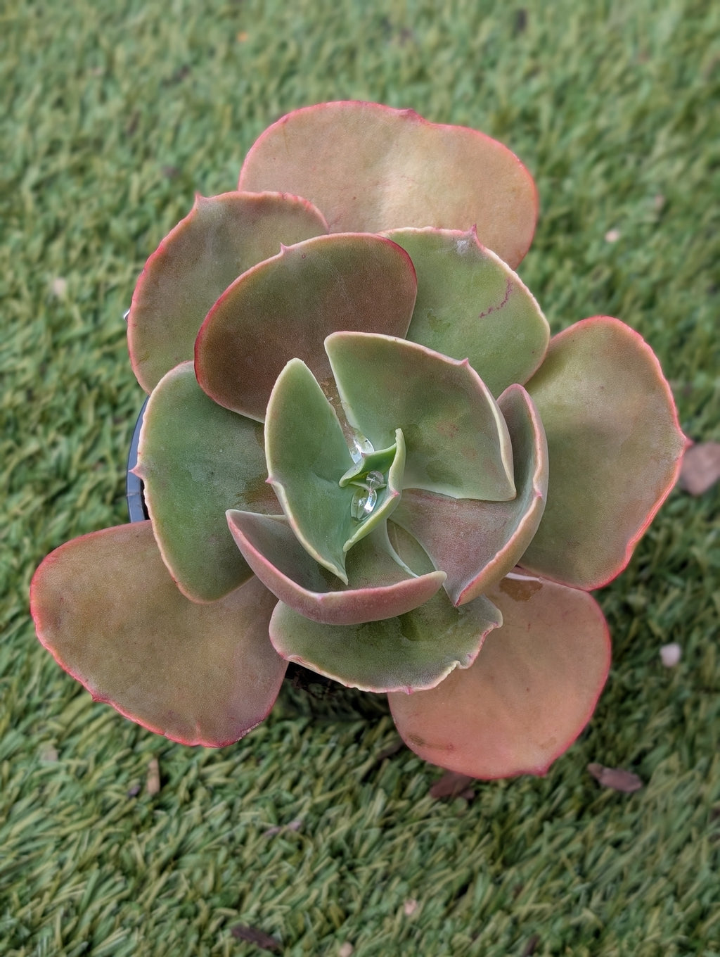 Unknown Frilly B