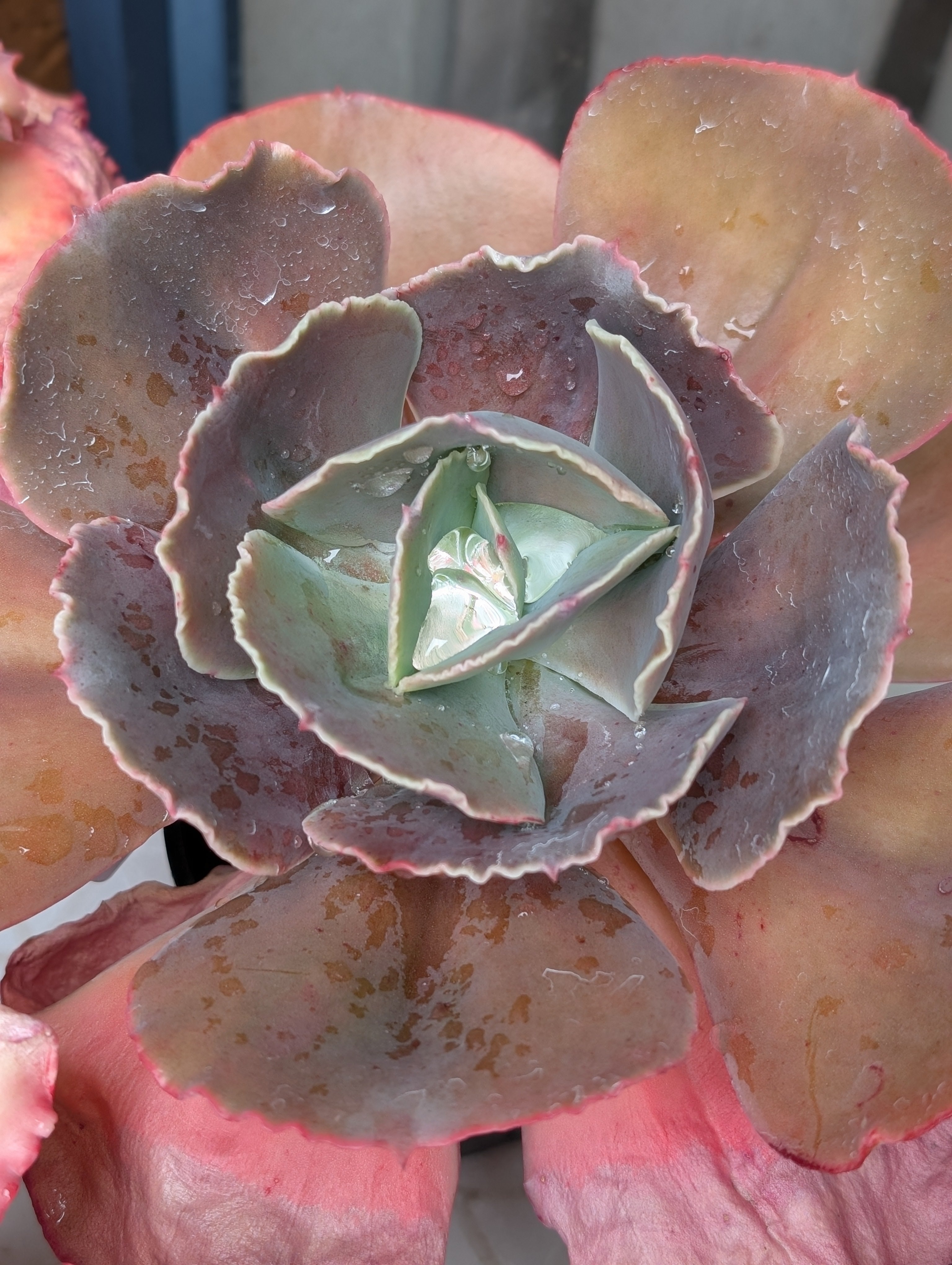 Unknown Frilly B