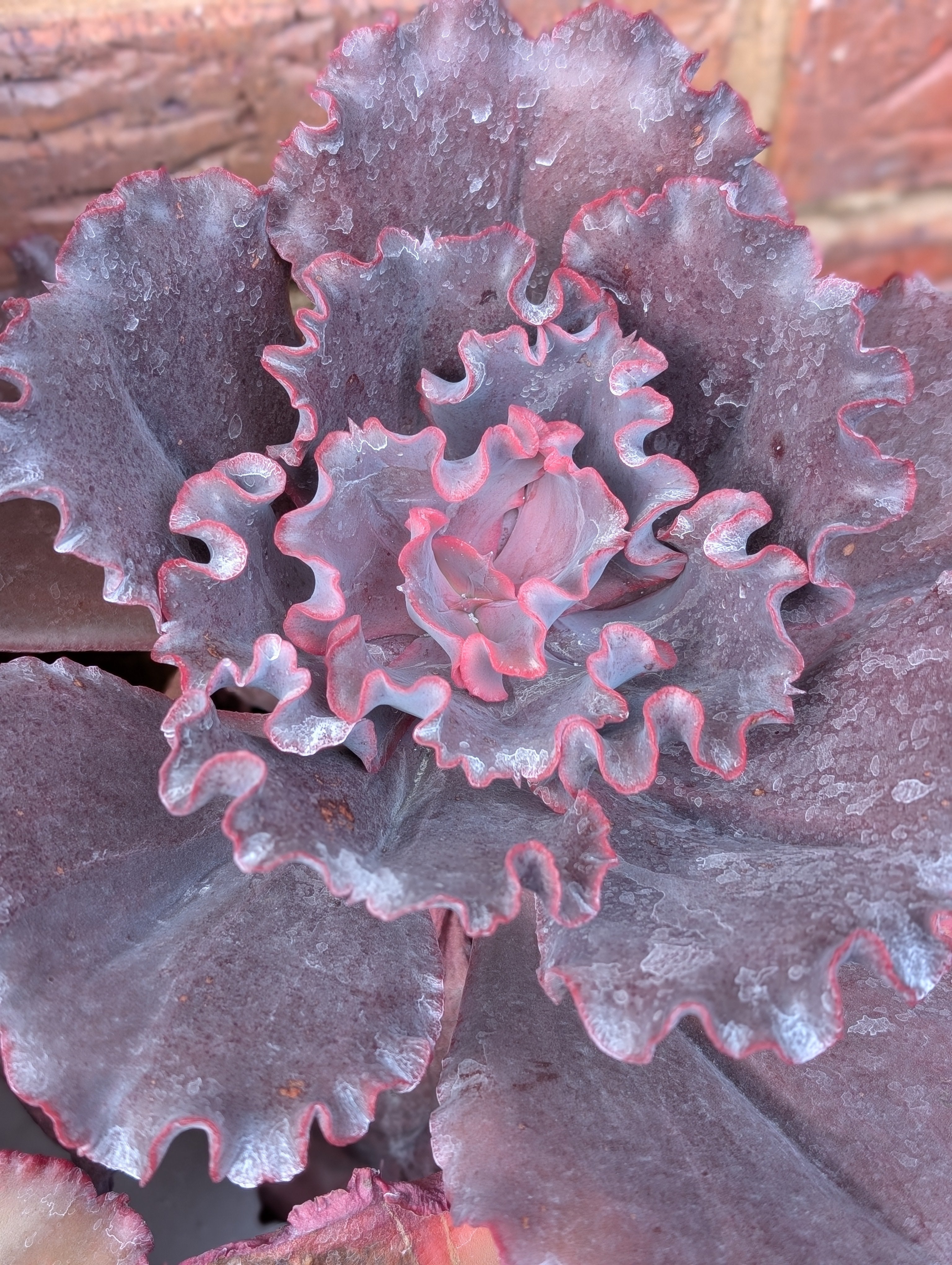 Echeveria Valentine
