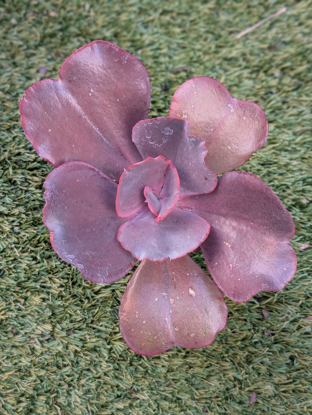 Echeveria Valentine