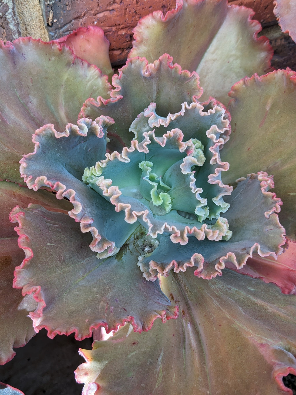 Echeveria Vanity Fair