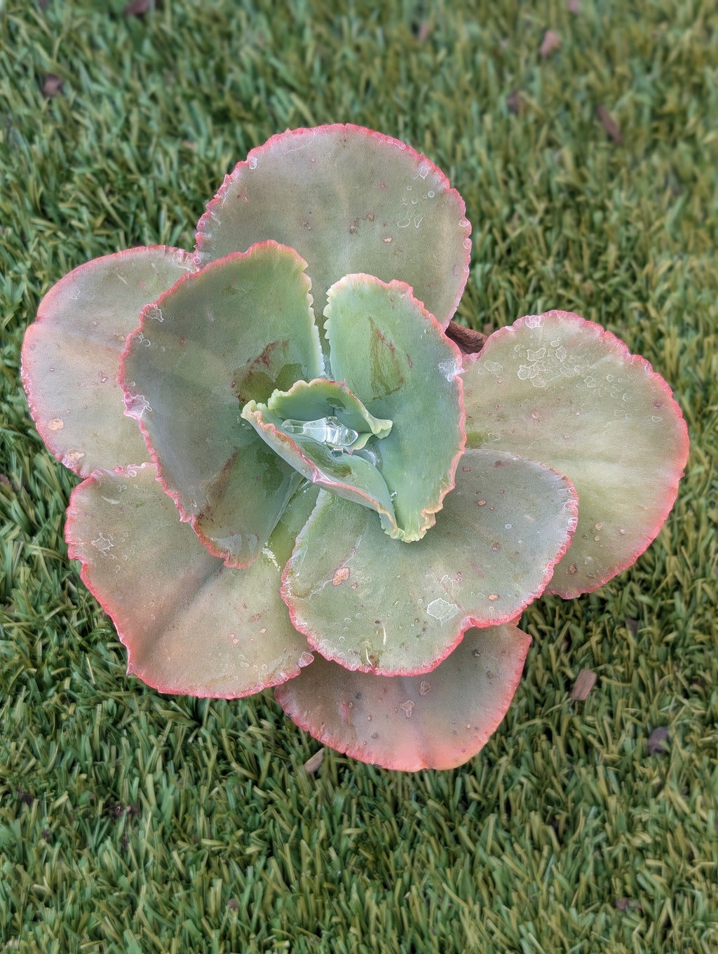 Echeveria Vanity Fair