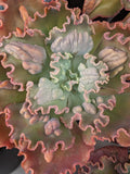Echeveria Verrugas