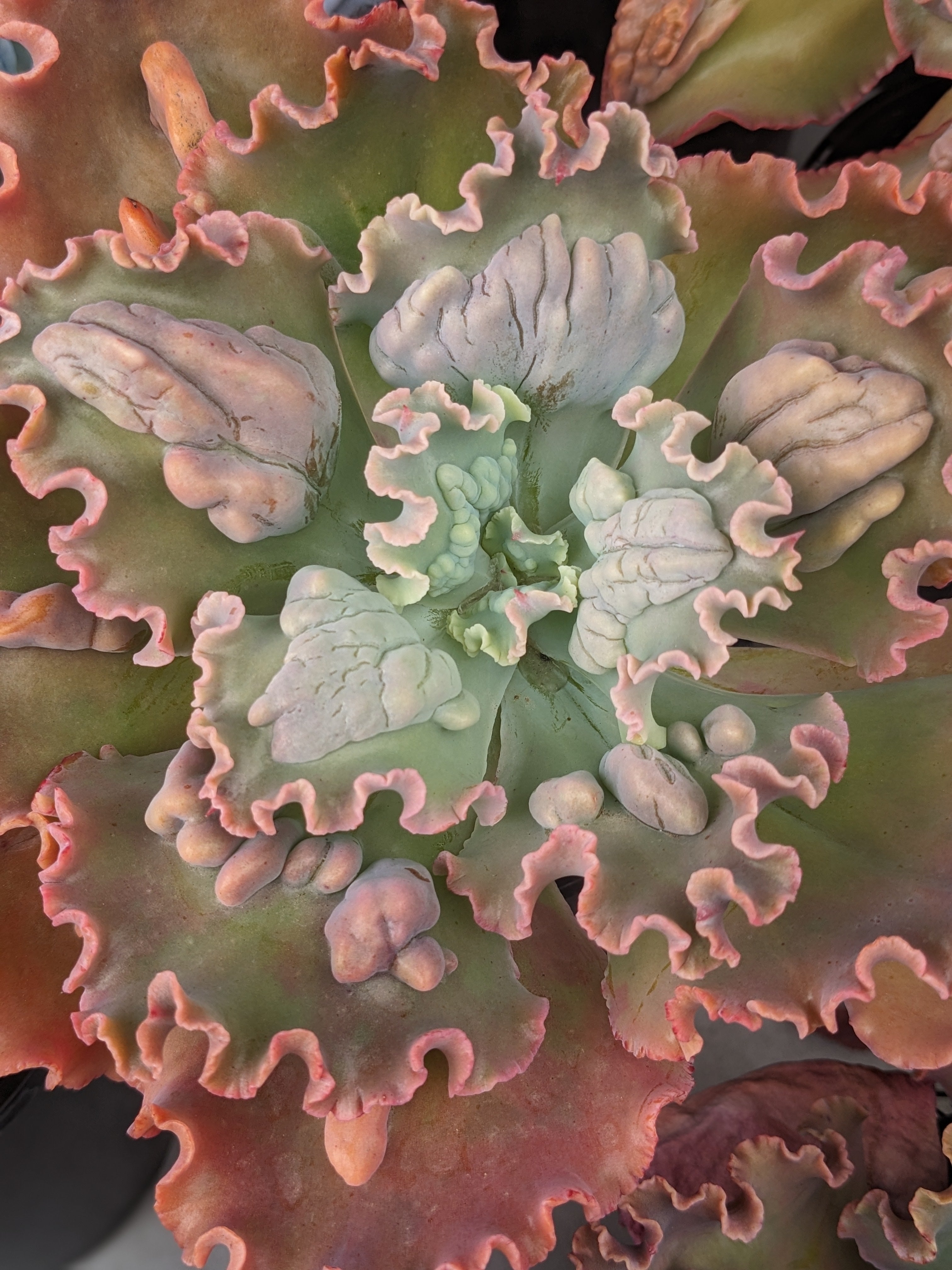 Echeveria Verrugas