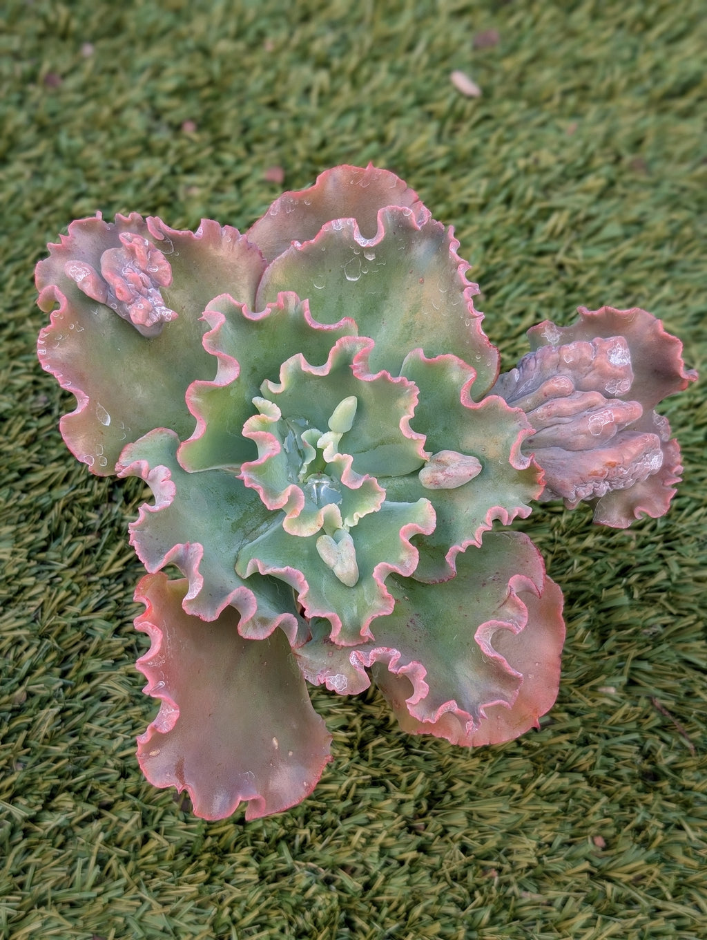 Echeveria Verrugas