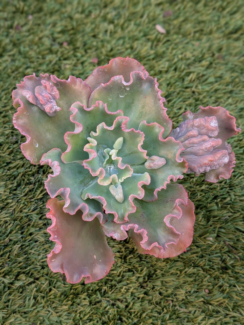 Echeveria Verrugas