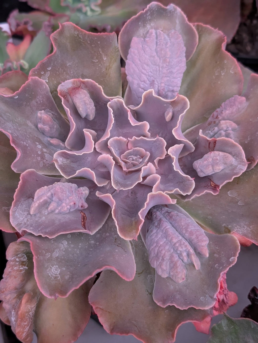Echeveria Violacina